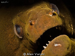 Gymnothorax javanicus by Alex Varani 